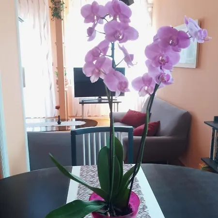 Apartment Sylvia Balatonalmádi